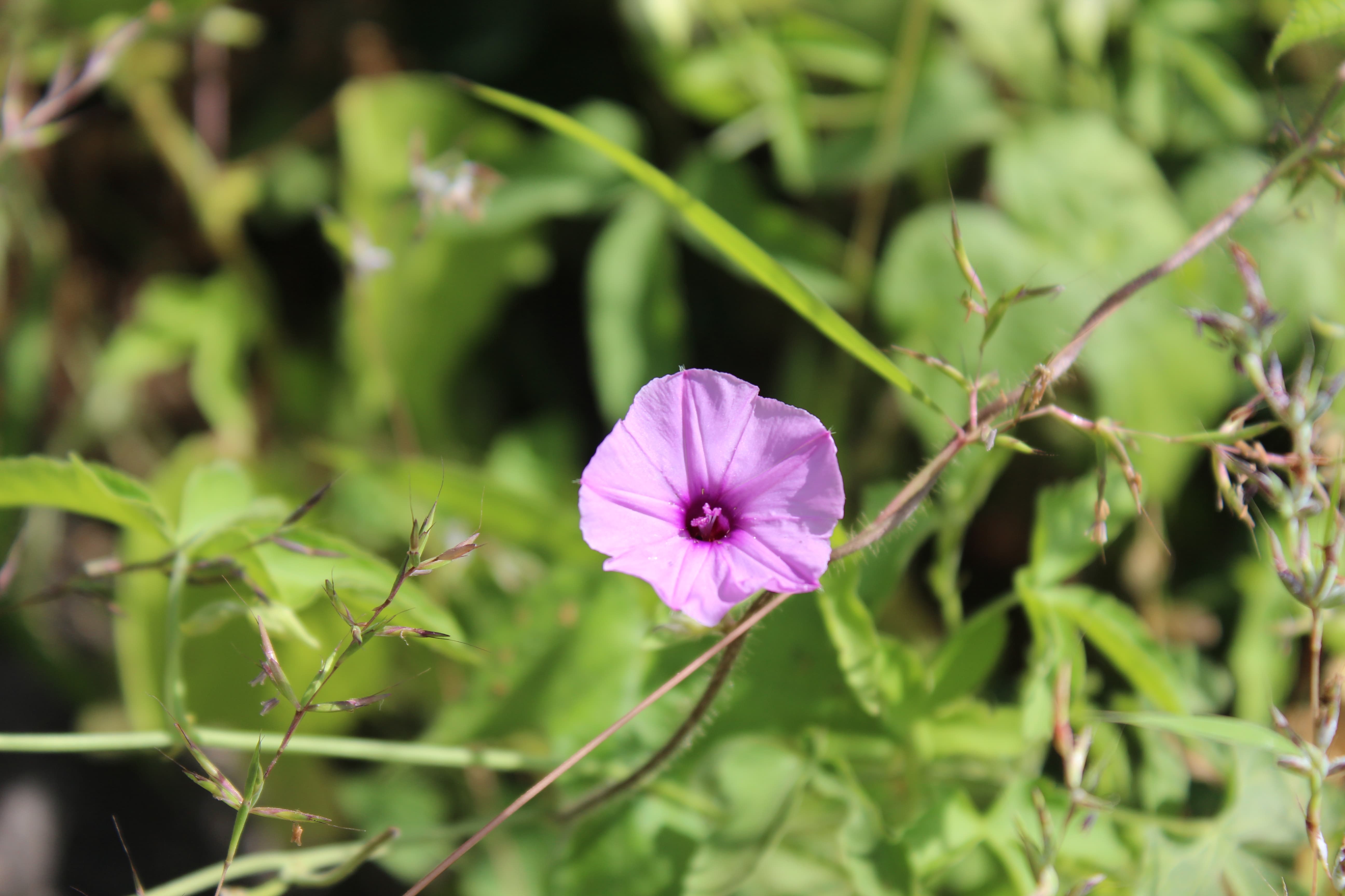 Plant Image